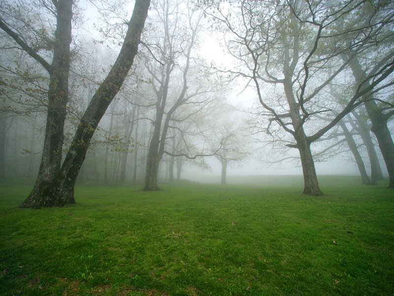 Trees in Foggy Forest — Green, Misty, Morning, Photograph, Fog, Grass, Gray