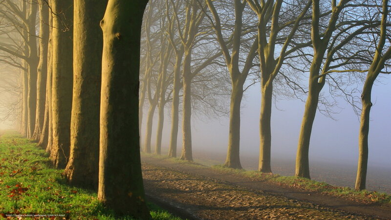 Trees in Foggy Forest — Green, Misty, Morning, Photograph, Path