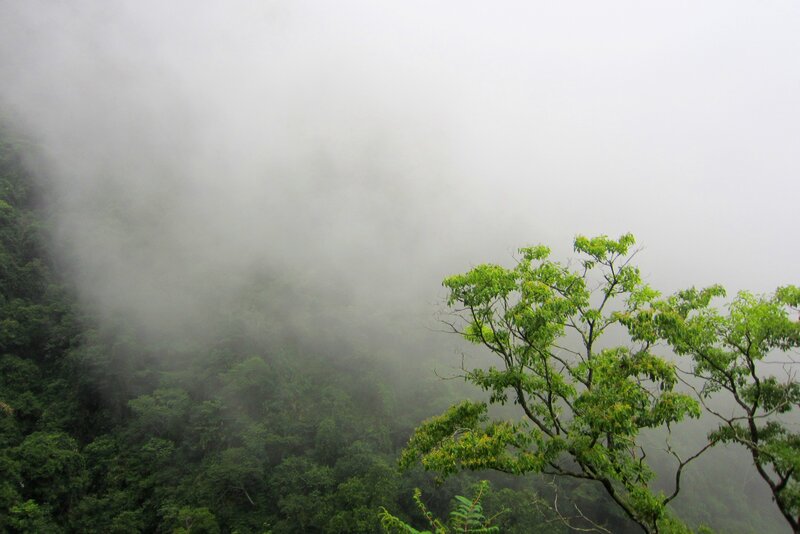 Trees in Foggy Forest — Green, Misty