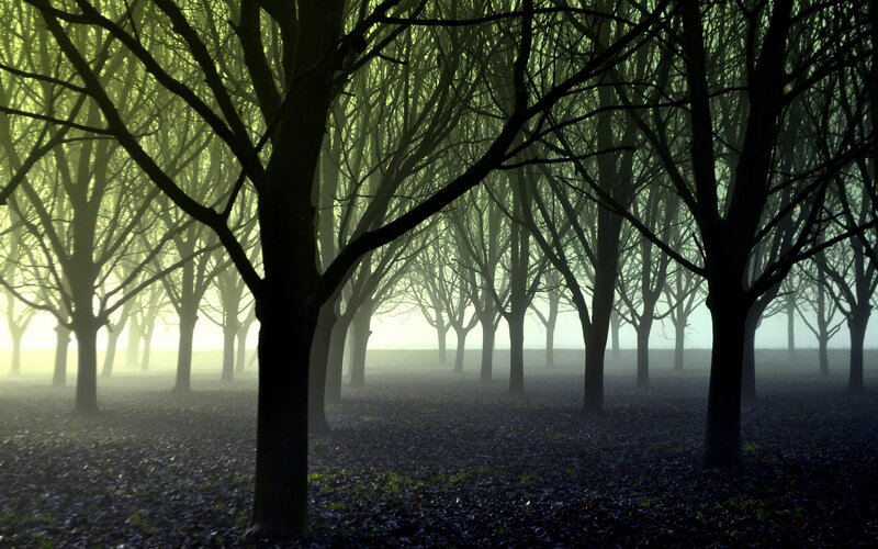 Trees in Foggy Forest — Green, Mysterious