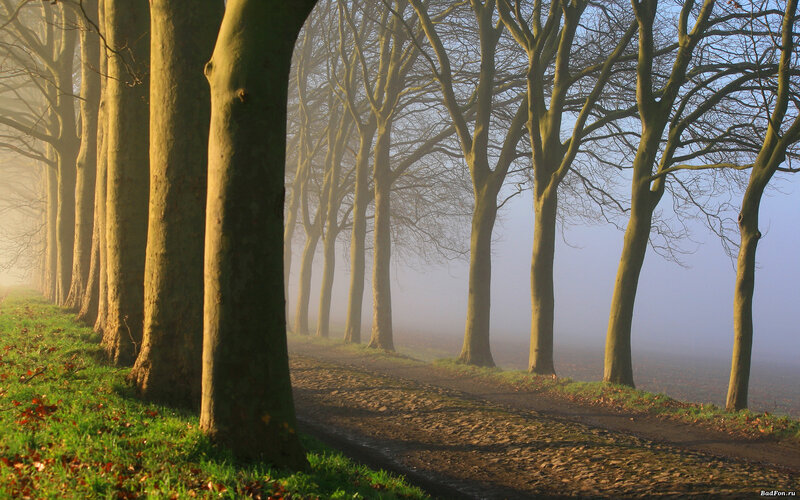 Trees in Foggy Forest — Green, Serene, Morning, Photograph, Path