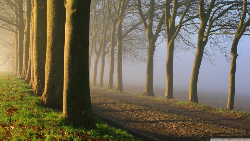 Trees in Foggy Forest — Green, Serene