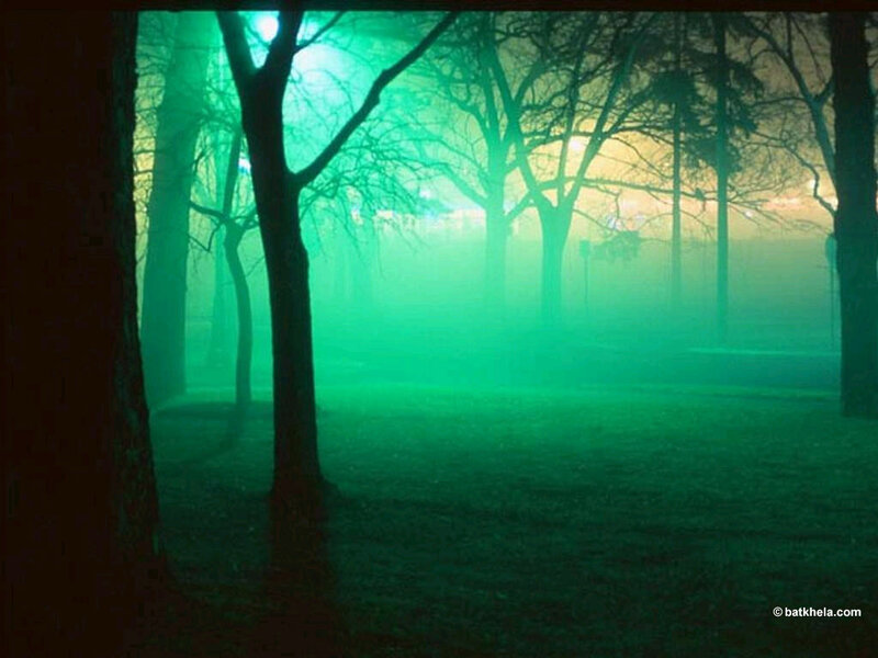 Trees in Foggy Forest — Green