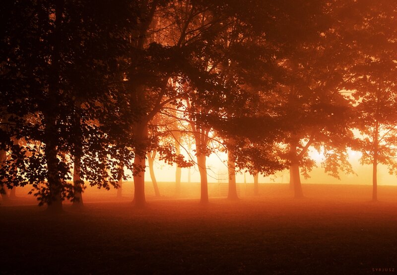 Trees in Foggy Forest — Orange, Serene