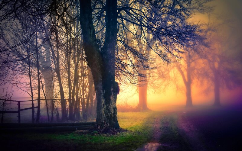 Trees in Foggy Forest — Orange