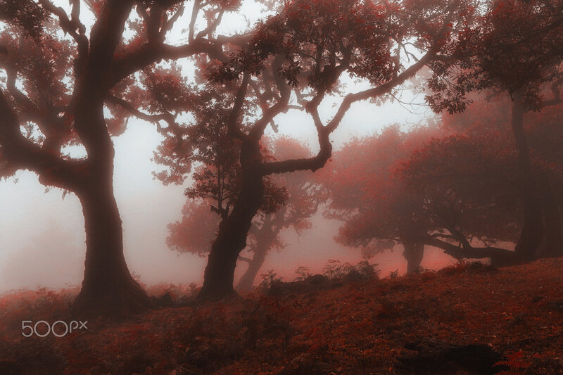 Trees in Foggy Forest — Red, Mysterious