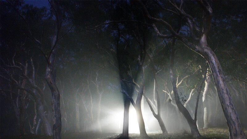 Trees in Foggy Forest