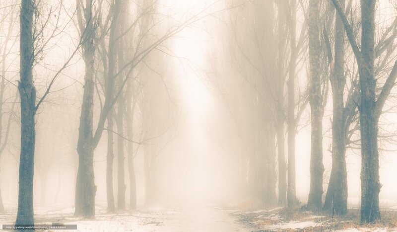 Trees in Foggy Forest — White