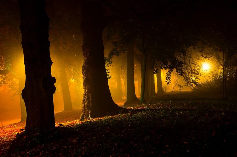 Trees in Foggy Forest — Yellow, Mysterious