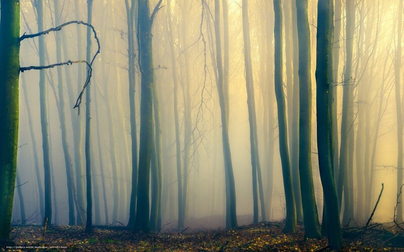 Trees in Foggy Forest — Yellow