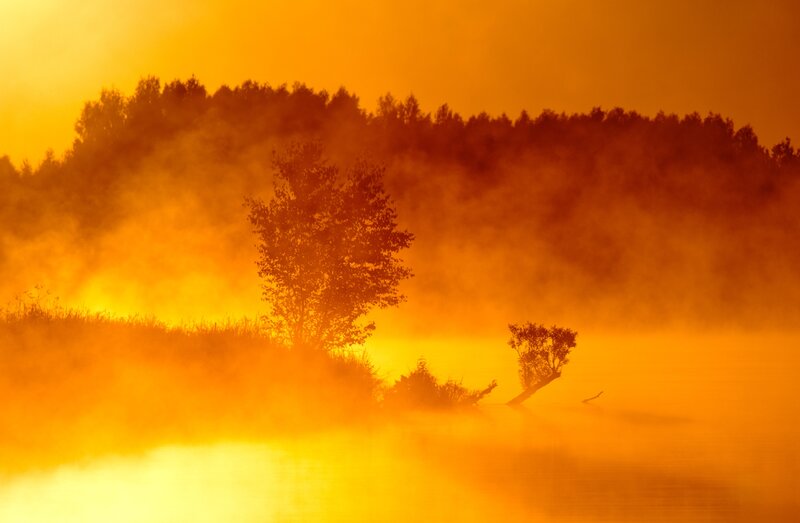 Trees in Foggy Lake — Orange