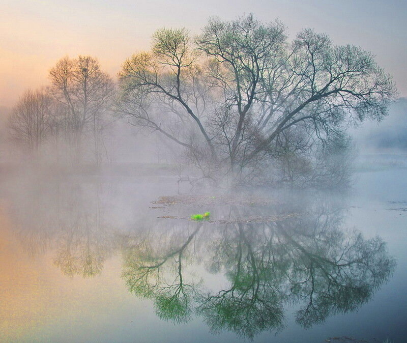 Trees in Foggy Lake
