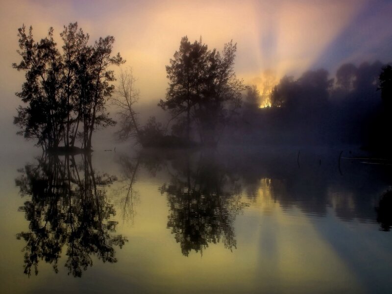 Trees in Foggy Lake — Yellow