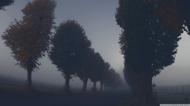 Trees in Foggy Landscape — Gray