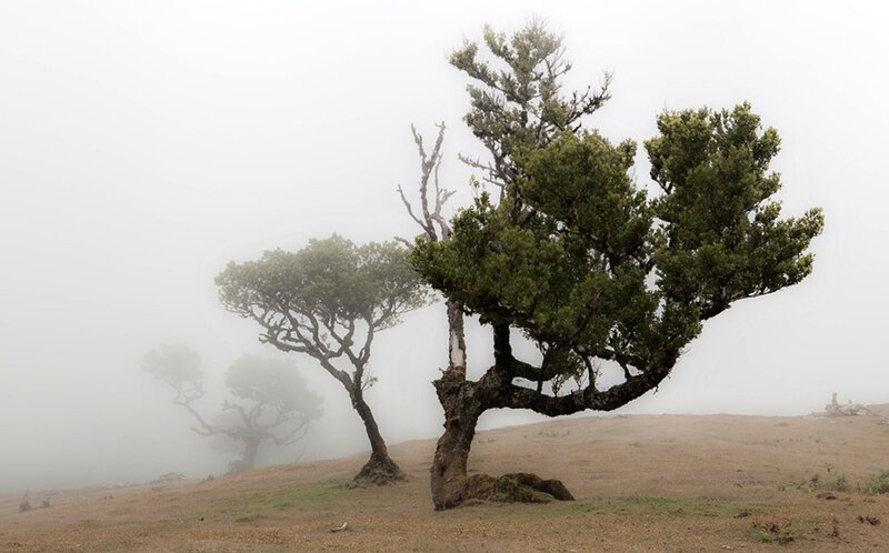 Trees in Foggy Landscape — Green