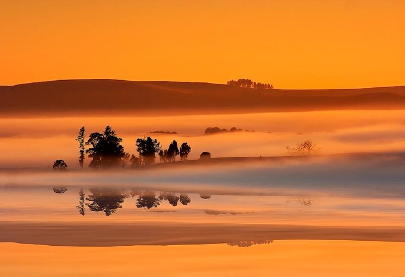Trees in Foggy Landscape