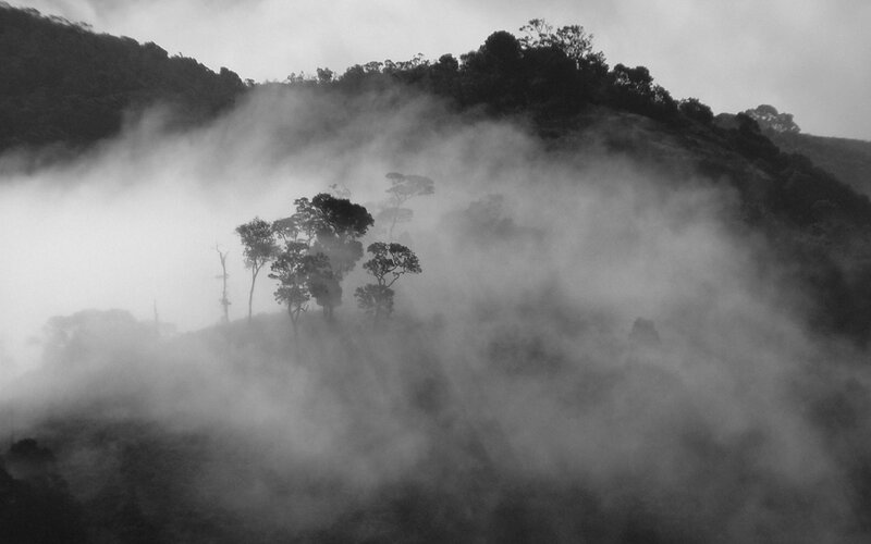 Trees in Foggy Mountains