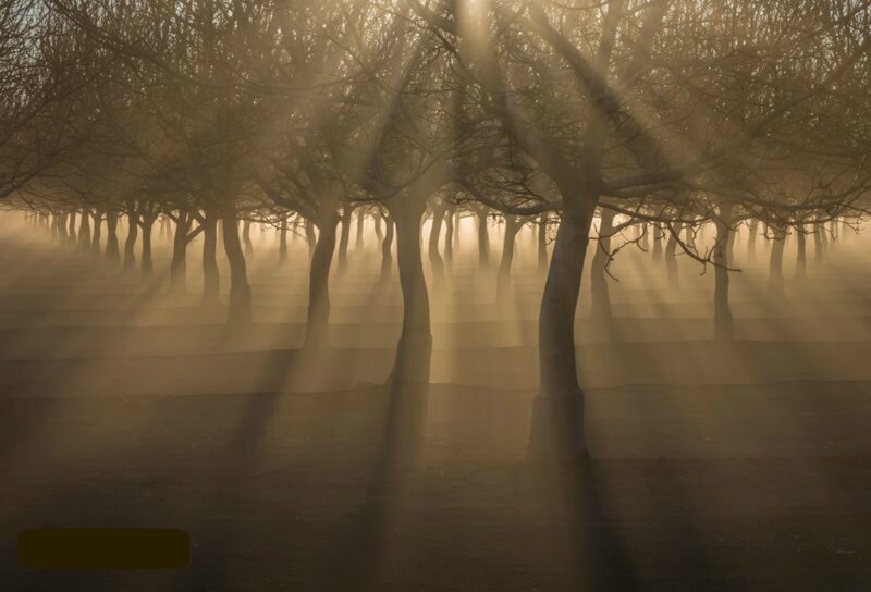 Trees in Foggy Orchard