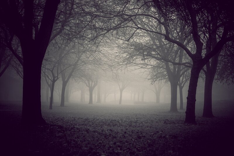 Trees in Foggy Park — Gray, Mysterious