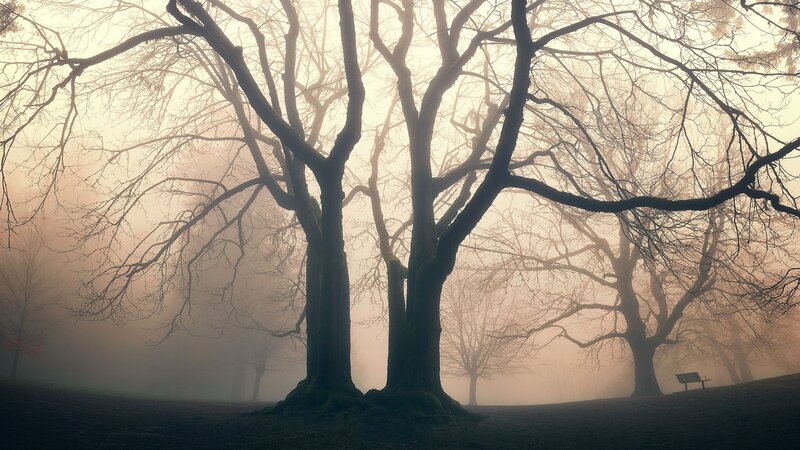 Trees in Foggy Park — Gray