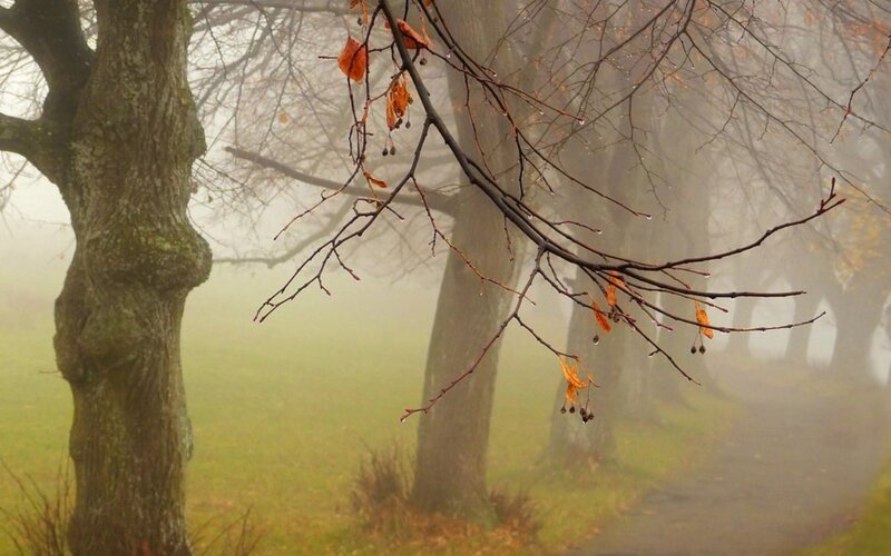 Trees in Foggy Park — Green, Misty