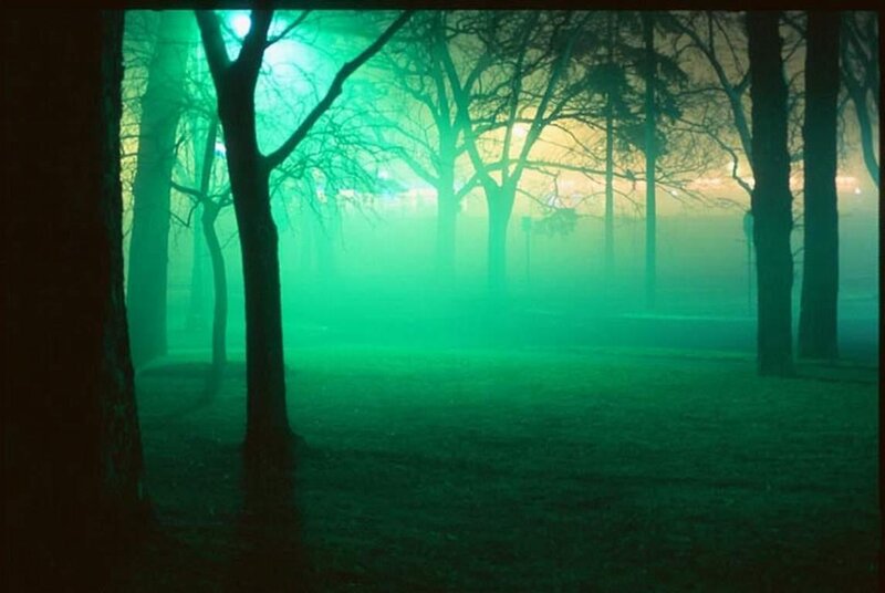 Trees in Foggy Park — Green, Mysterious