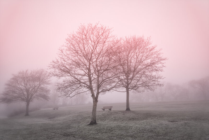 Trees in Foggy Park — Pink