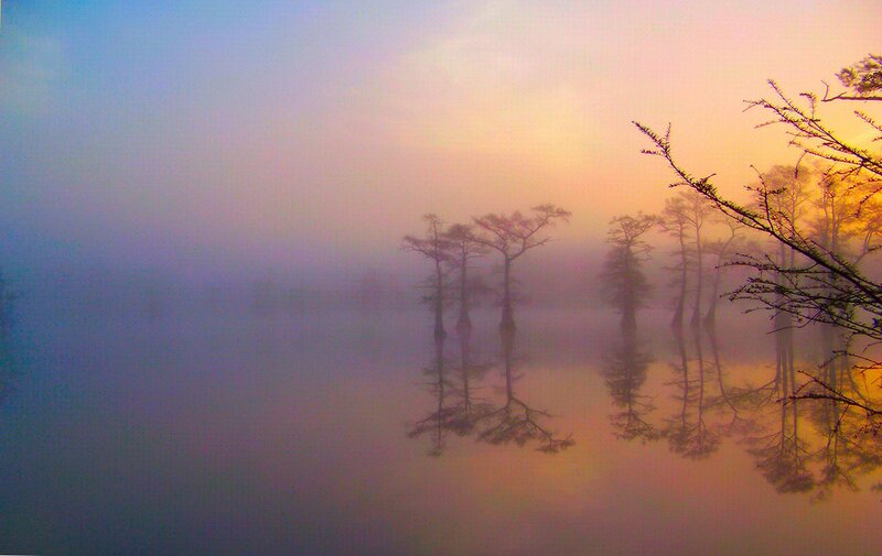 Trees in Foggy Swamp