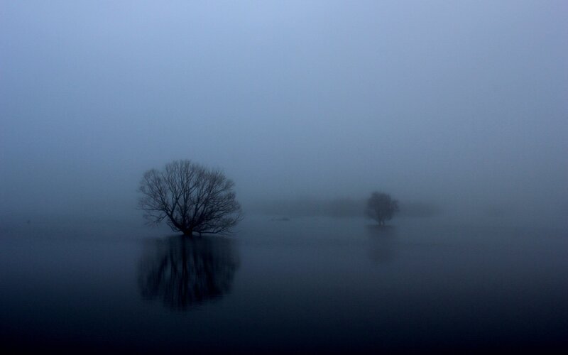 Trees in Foggy Water — Blue