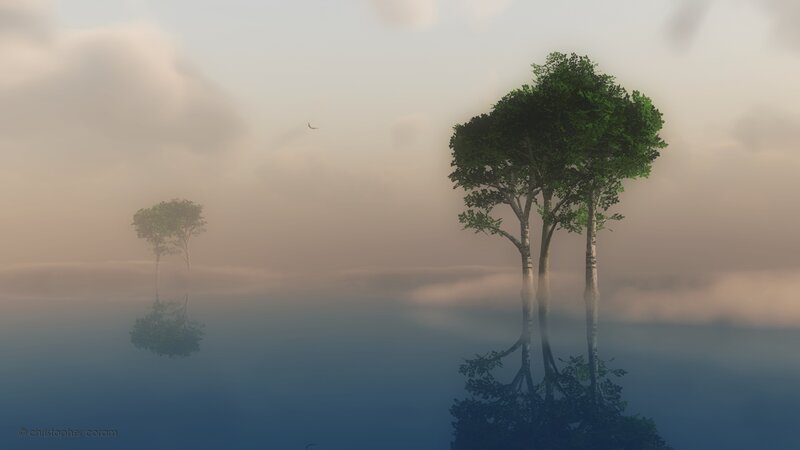 Trees in Foggy Water