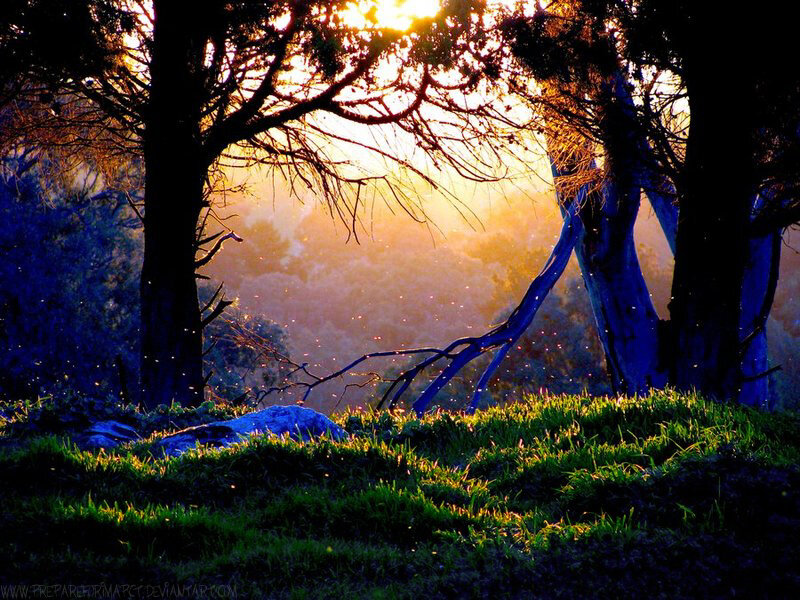Trees in Forest at Sunrise