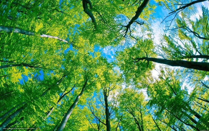 Trees in Forest Canopy — Green, Serene