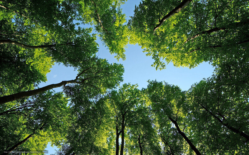 Trees in Forest Canopy