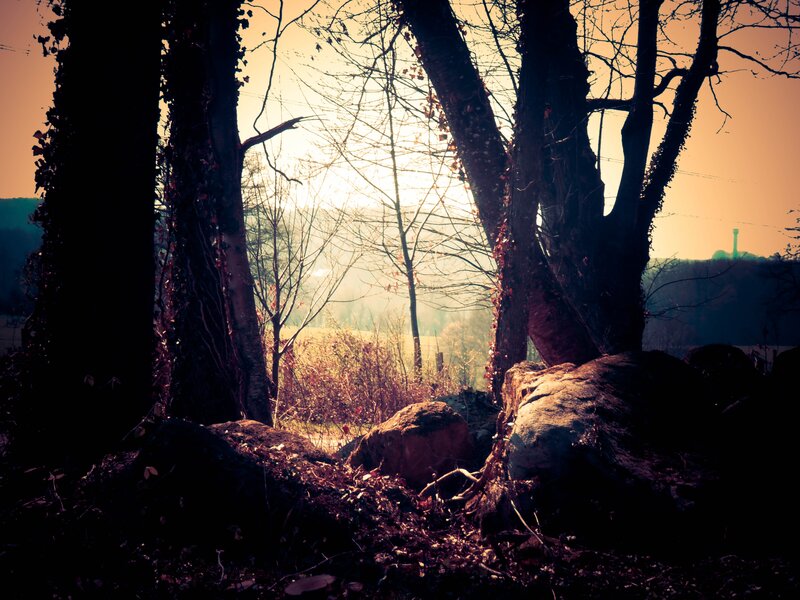 Trees in Forest Clearing