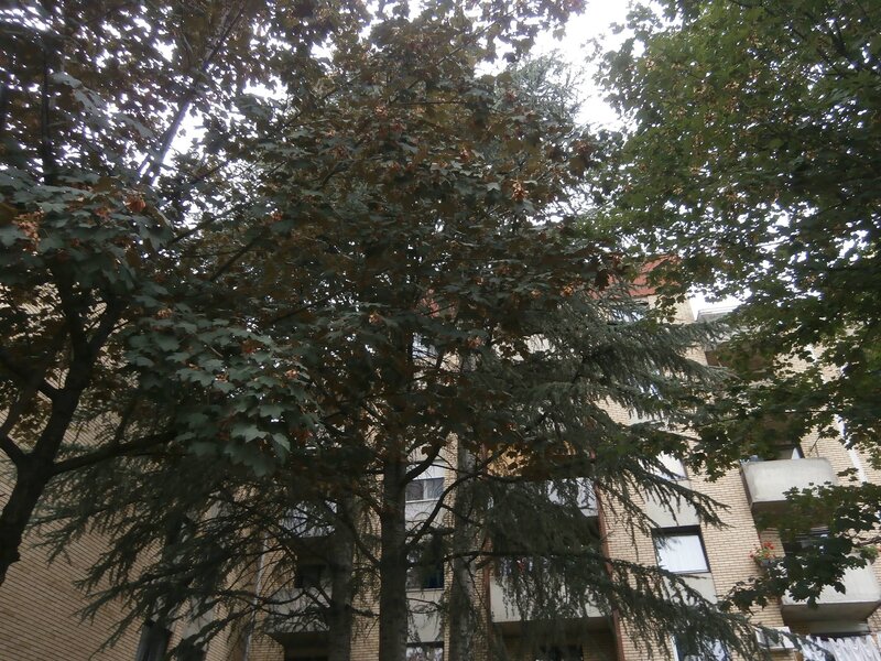 Trees in front of apartment building