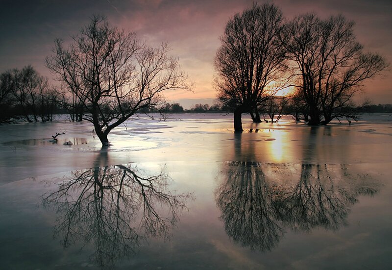 Trees in Frozen Water