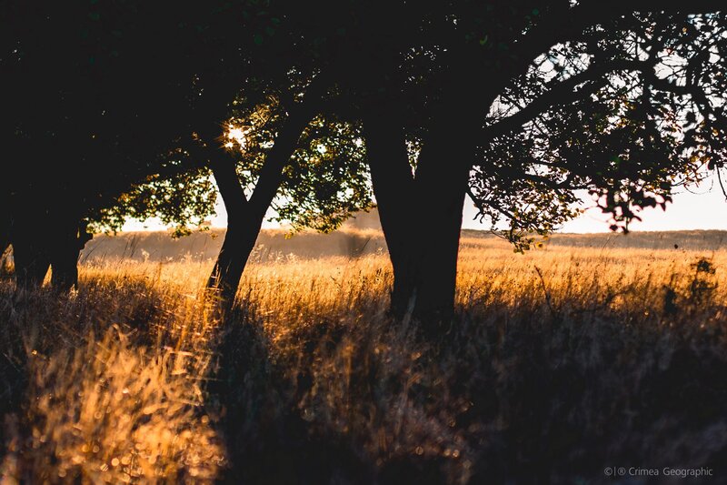 Trees in Golden Field — Gold, Serene