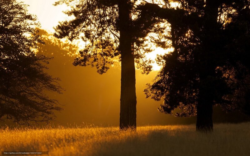 Trees in Golden Field — Gold