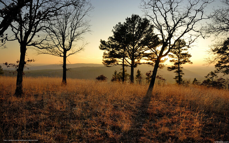Trees in Golden Field