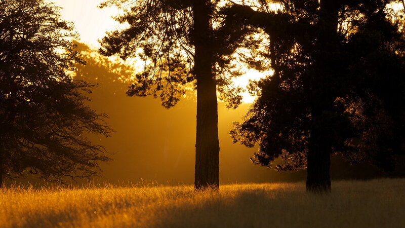 Trees in Golden Light