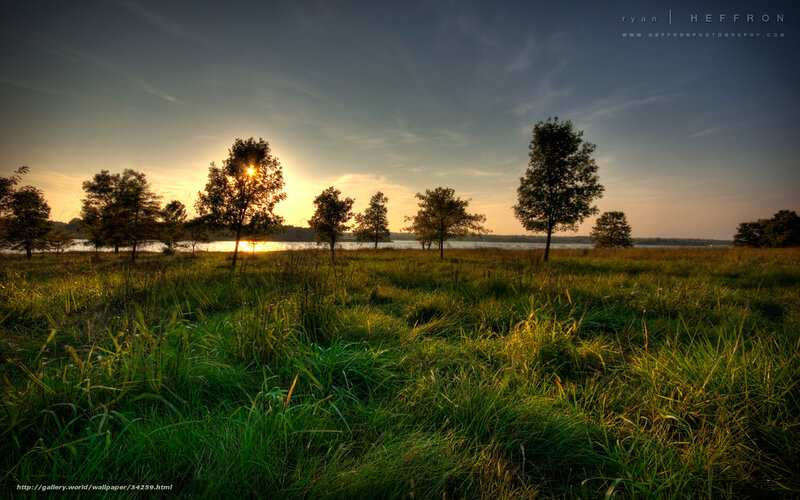 Trees in Grassy Field