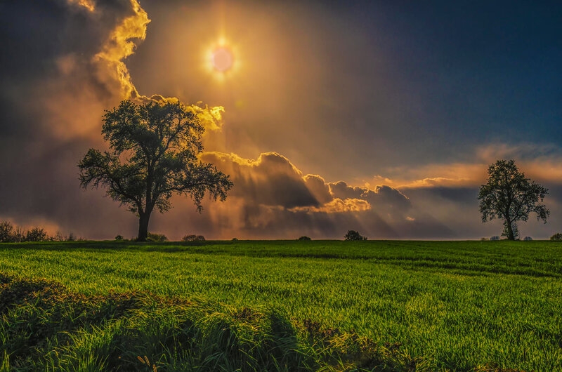 Trees in Green Field — Dramatic, Sunset, Photograph, Sun