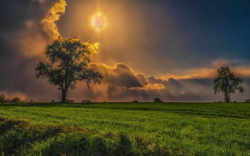 Trees in Green Field — Dramatic, Sunset, Photograph