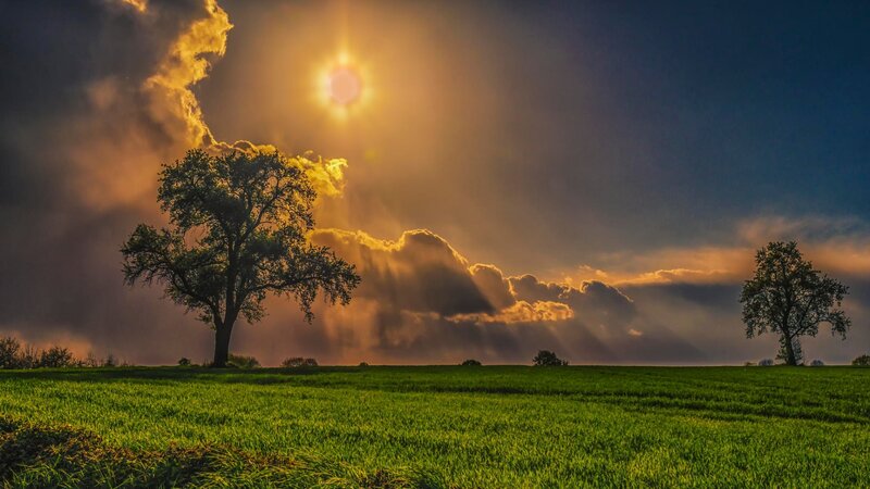 Trees in Green Field — Dramatic, Sunset