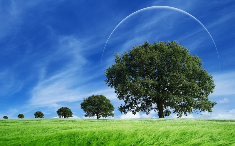 Trees in Green Field — Serene, Afternoon