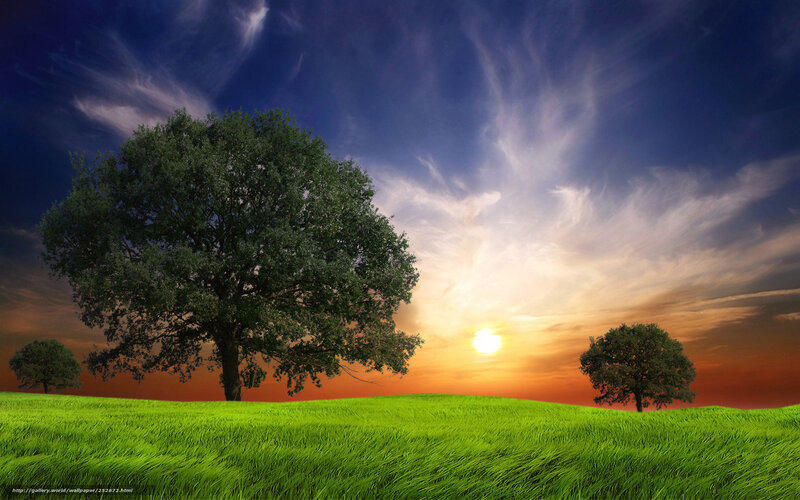 Trees in Green Field — Serene, Sunset
