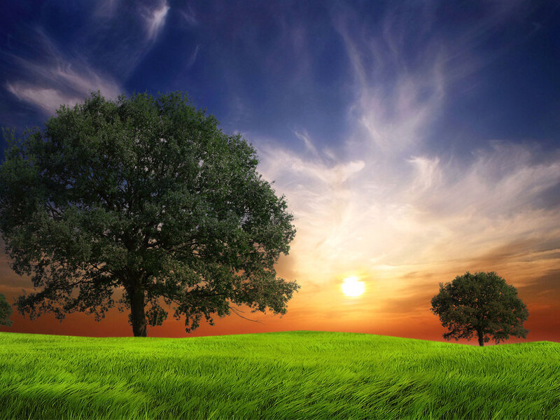 Trees in Green Field — Serene