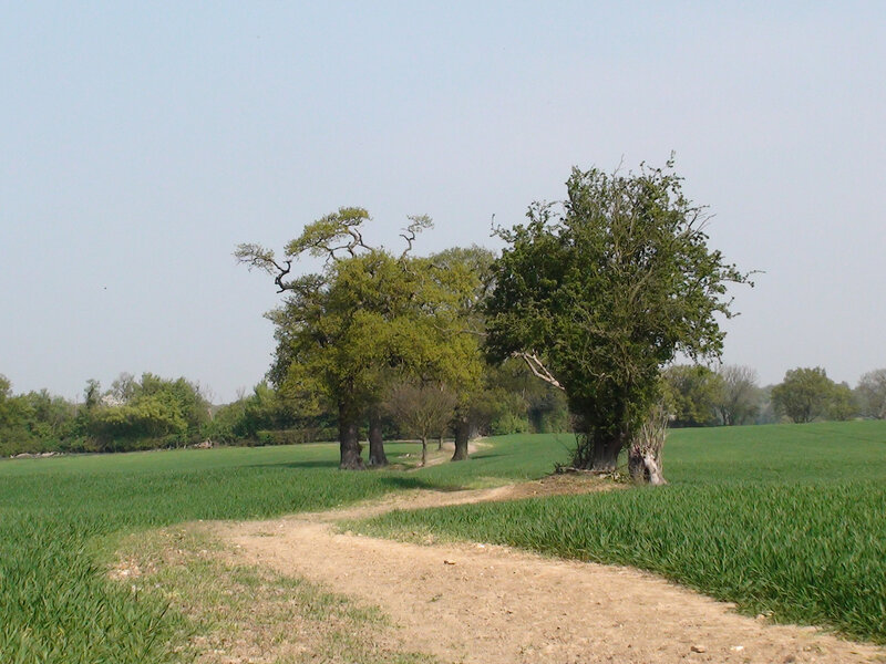 Trees in Green Field