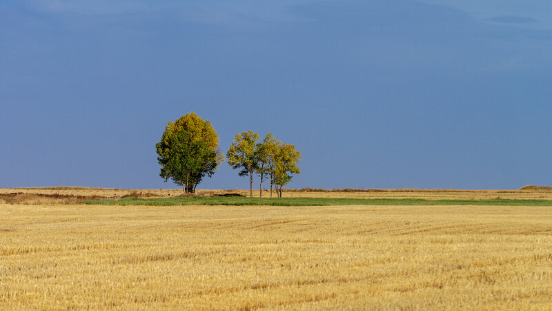 Trees in Harvested Field