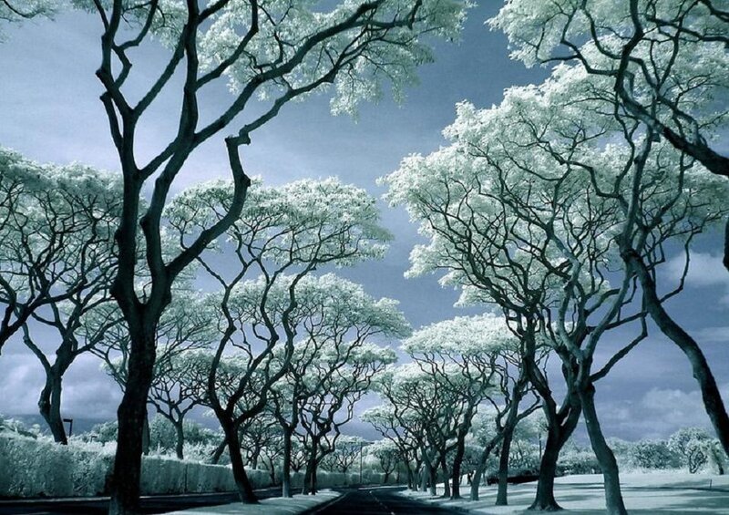 Trees in Infrared — Blue